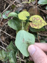 Cocculus orbiculatus