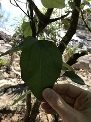 Mallotus repandus
