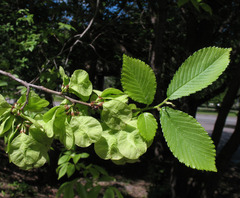 Ulmus ×hollandica
