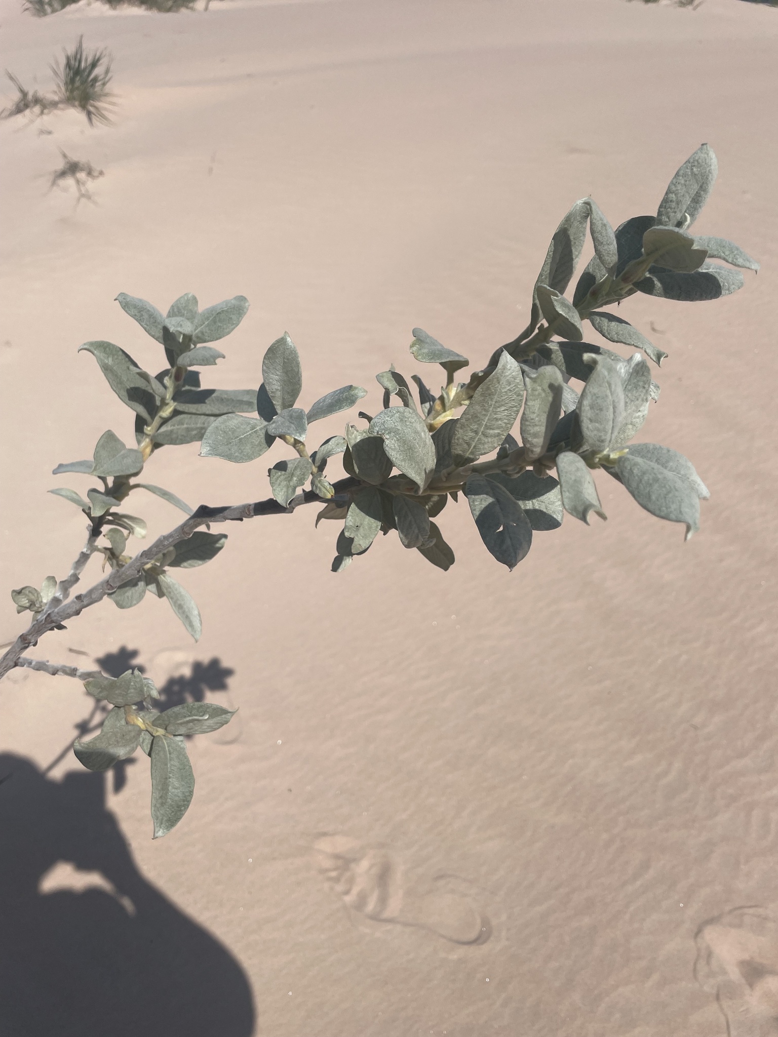 Salix silicicola