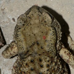 Himalayan Broad-Skulled Toad photo 5