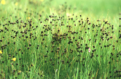 Juncus jacquinii