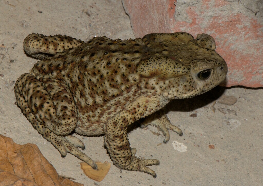 Himalayan Broad-Skulled Toad