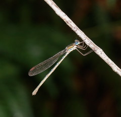 Austrolestes cingulatus