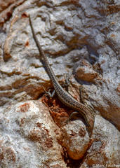 Cryptoblepharus buchananii