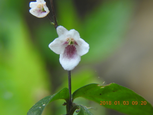 Codonacanthus pauciflorus iNat (1)