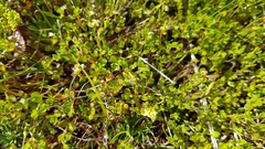 Gonocarpus aggregatus