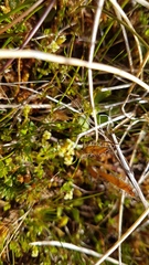 Gonocarpus aggregatus