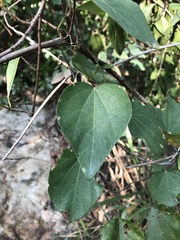 Pericampylus glaucus