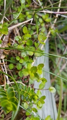 Gonocarpus aggregatus