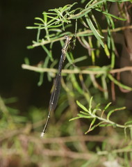 Rhadinosticta simplex