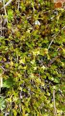 Gonocarpus aggregatus