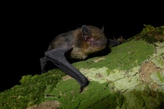 Pipistrellus nanulus
