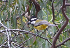 Falcunculus frontatus