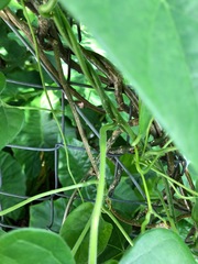 Tinospora sinensis