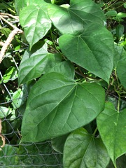 Tinospora sinensis