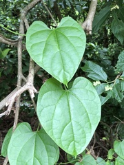 Tinospora sinensis