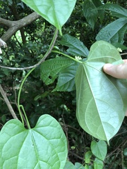 Tinospora sinensis