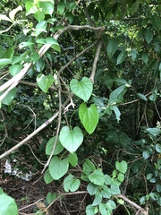Tinospora sinensis