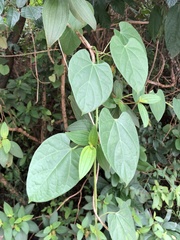 Tinospora sinensis