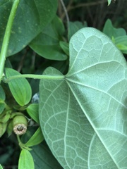 Tinospora sinensis