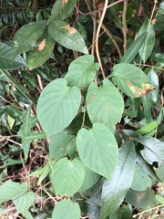 Tinospora sinensis