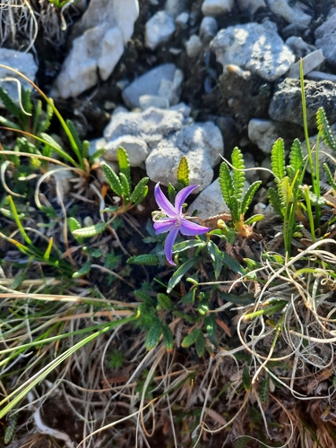 Image of Campanula aurita by (c) Stella Fish, some rights reserved (CC BY)