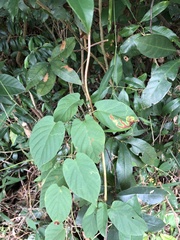 Tinospora sinensis