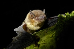 Pipistrellus nanulus