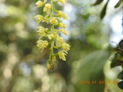 Liparis elliptica