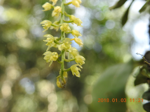 Image of Liparis elliptica by (c) fagushayata, some rights reserved (CC BY-SA)