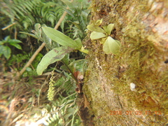 Liparis elliptica