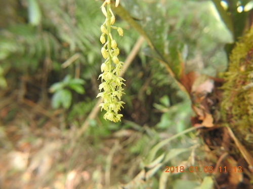 Image of Liparis elliptica by (c) fagushayata, some rights reserved (CC BY-SA)