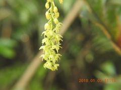 Liparis elliptica