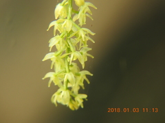 Liparis elliptica
