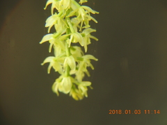Liparis elliptica