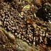 Gymnomitrion corallioides - Photo (c) petit_bonnier, algunos derechos reservados (CC BY-NC)