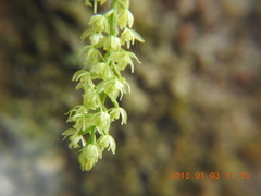 Liparis elliptica