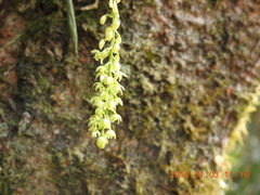 Liparis elliptica