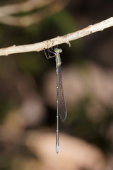 Rhadinosticta simplex