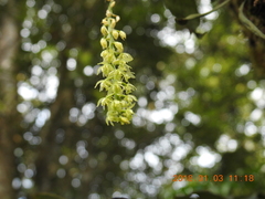 Liparis elliptica