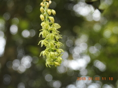 Liparis elliptica