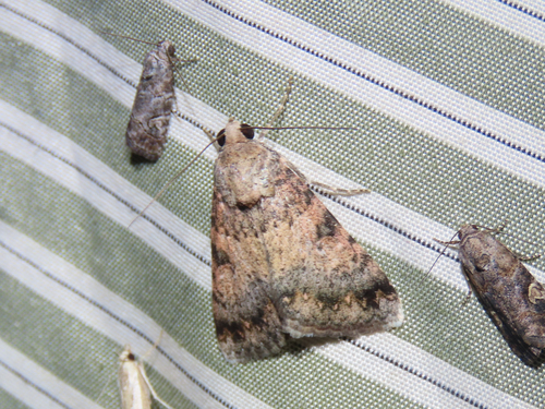 Forsebia Moth photo 2