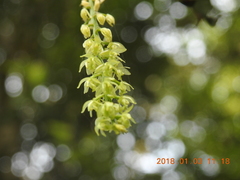 Liparis elliptica