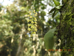 Liparis elliptica