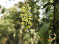 Liparis elliptica