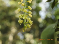 Liparis elliptica