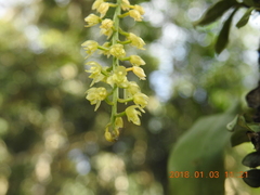 Liparis elliptica
