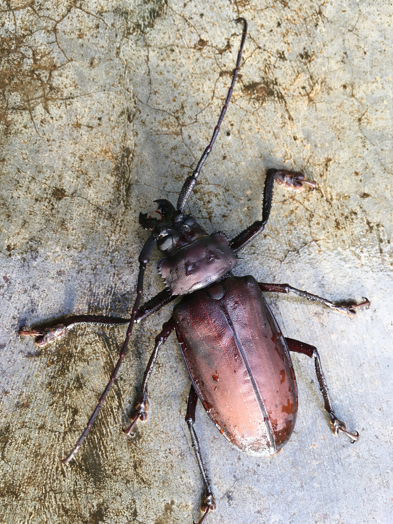 Rhaphipodus taprobanicus