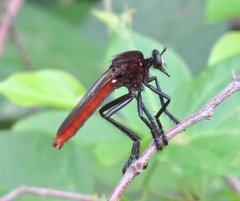 Archilestris magnificus